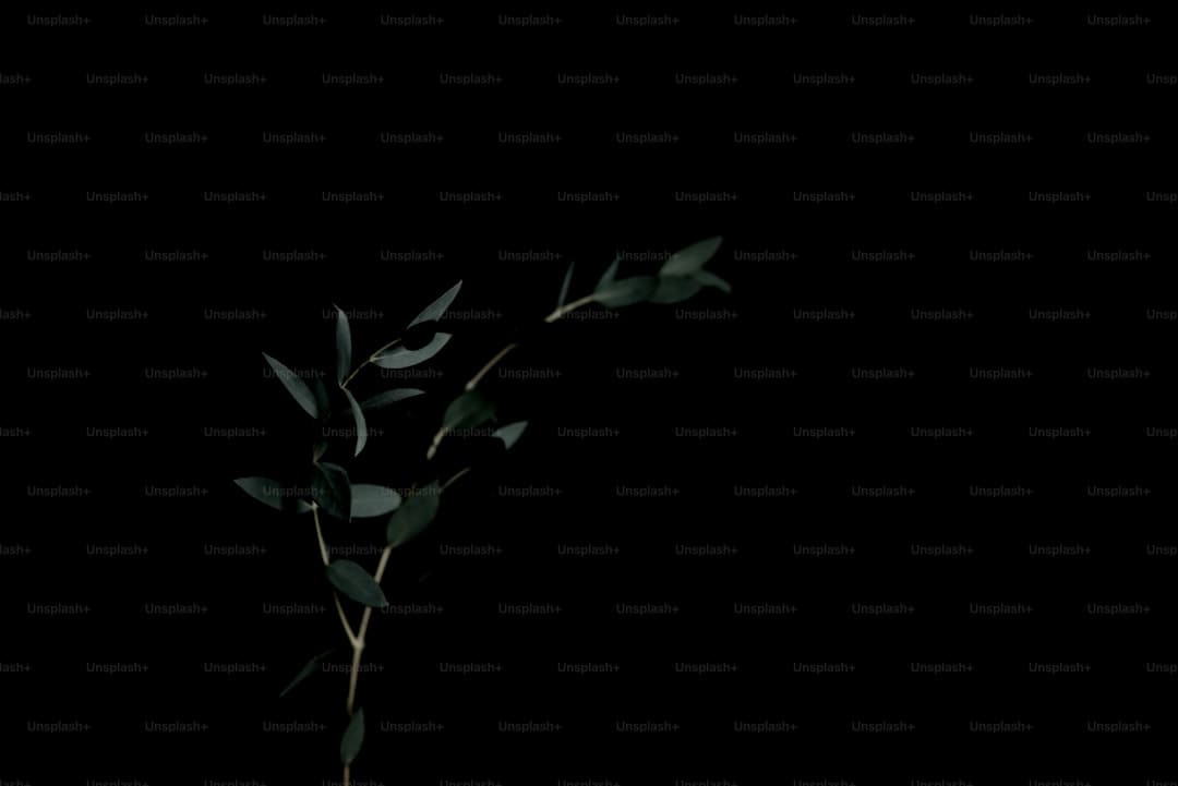 AI生图仅退款，“白嫖”成功率75%
